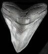 Huge Megalodon Tooth - Georgia #30939-1